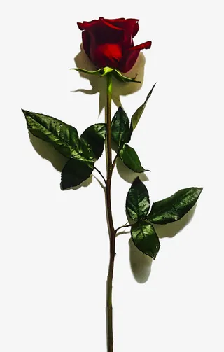 单支玫瑰情人节礼物免抠