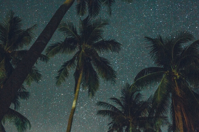 椰树的无边幻想高清