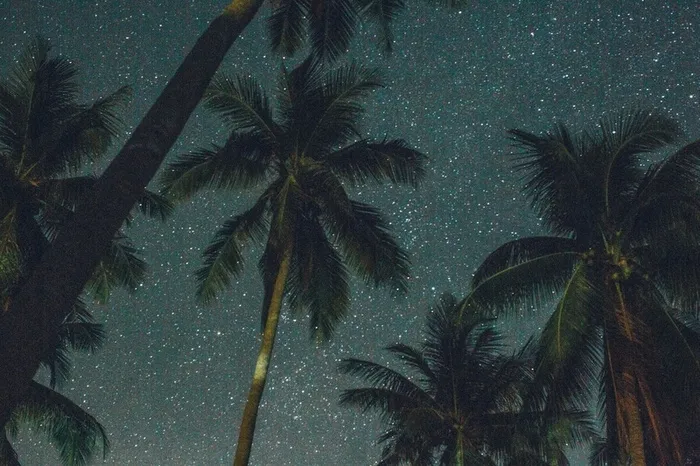 椰树的无边幻想高清