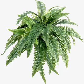 卡通装饰图片花草图案免抠