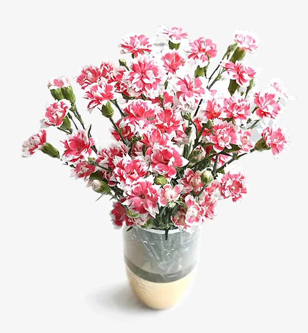 康乃馨  鲜花  盆栽免抠