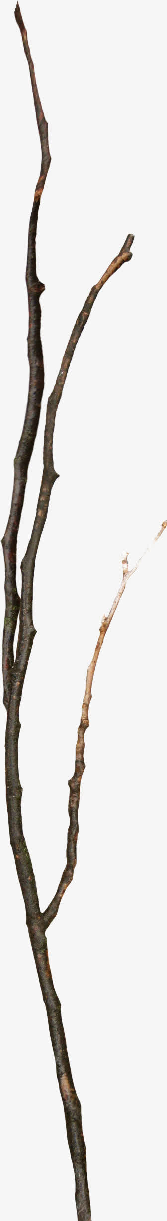 棕色漂亮枯枝免抠