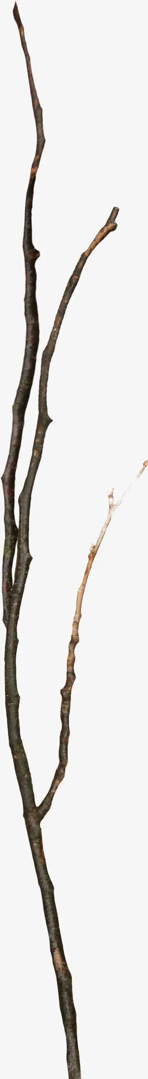 棕色漂亮枯枝免抠