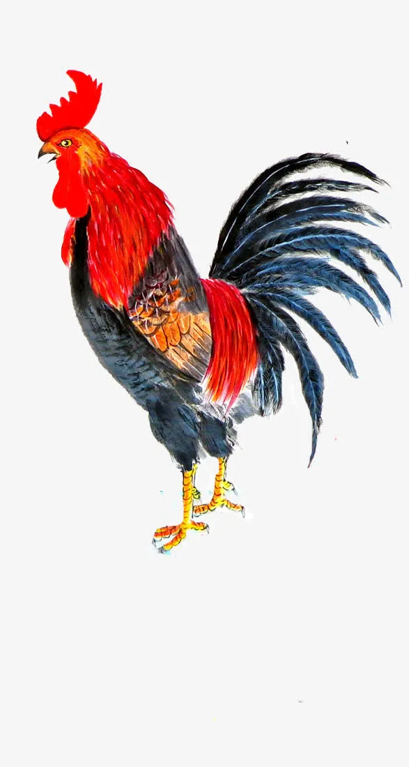 国画大公鸡免抠