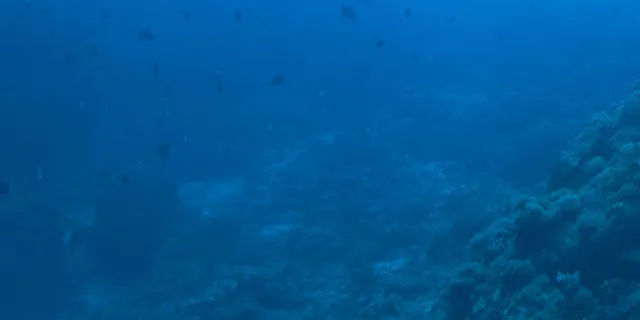 蓝色的海底世界植物免抠