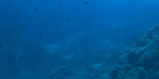 蓝色的海底世界植物免抠