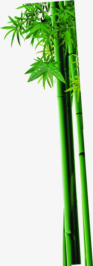 浓情五月高清竹子叶子免抠