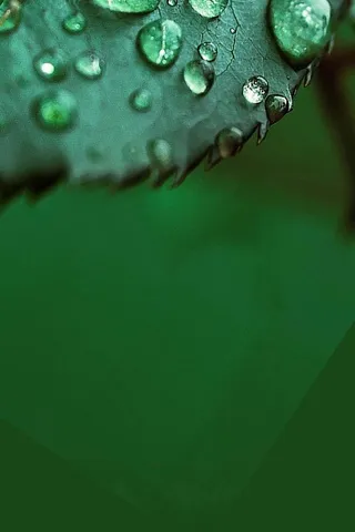 绿色简约白露节气海报高清