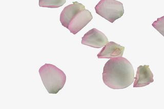 白色散落花瓣免抠