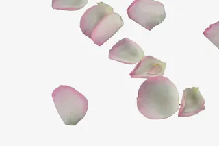 白色散落花瓣免抠