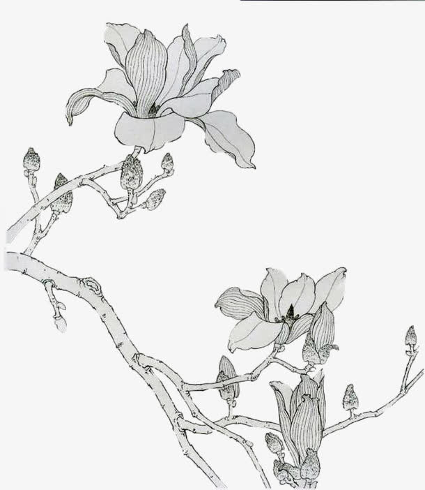 手绘玉兰花免抠