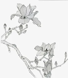 手绘玉兰花免抠 手绘玉兰花免抠