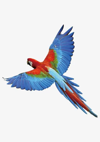 五彩八哥免抠