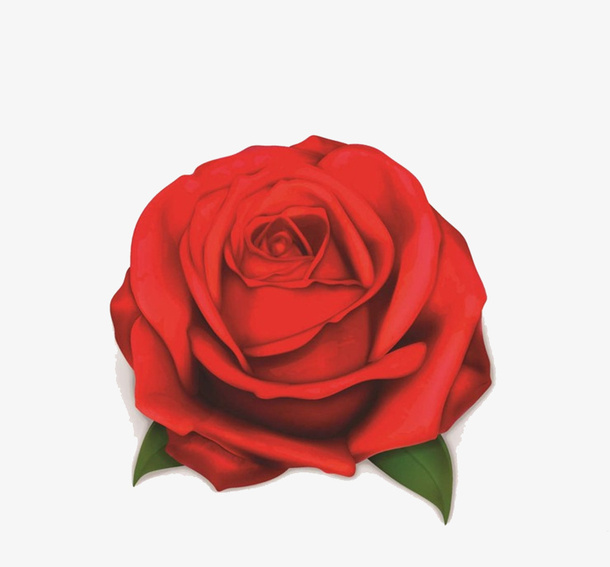 一束玫瑰花大骨朵免抠
