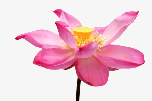 粉红色纯洁的莲蓬可见的水芙蓉实免抠
