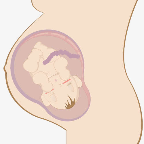 孕妇肚里的胎儿免抠