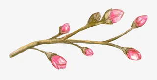 手绘粉色桃花花苞免抠