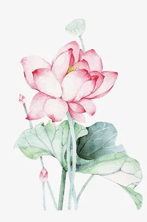 荷花免抠