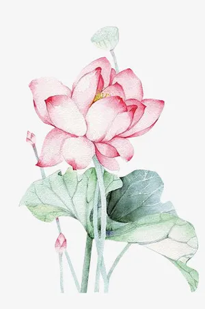 荷花免抠