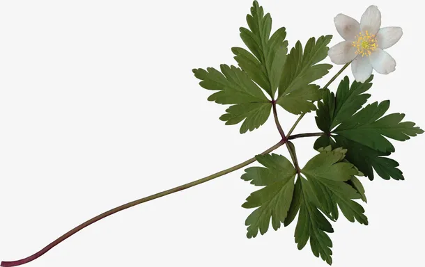 树枝png免费下载免抠