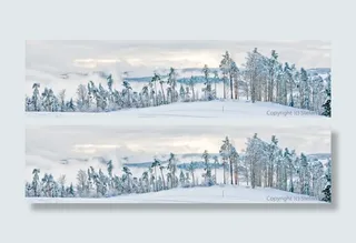 冬季森林雪景banner