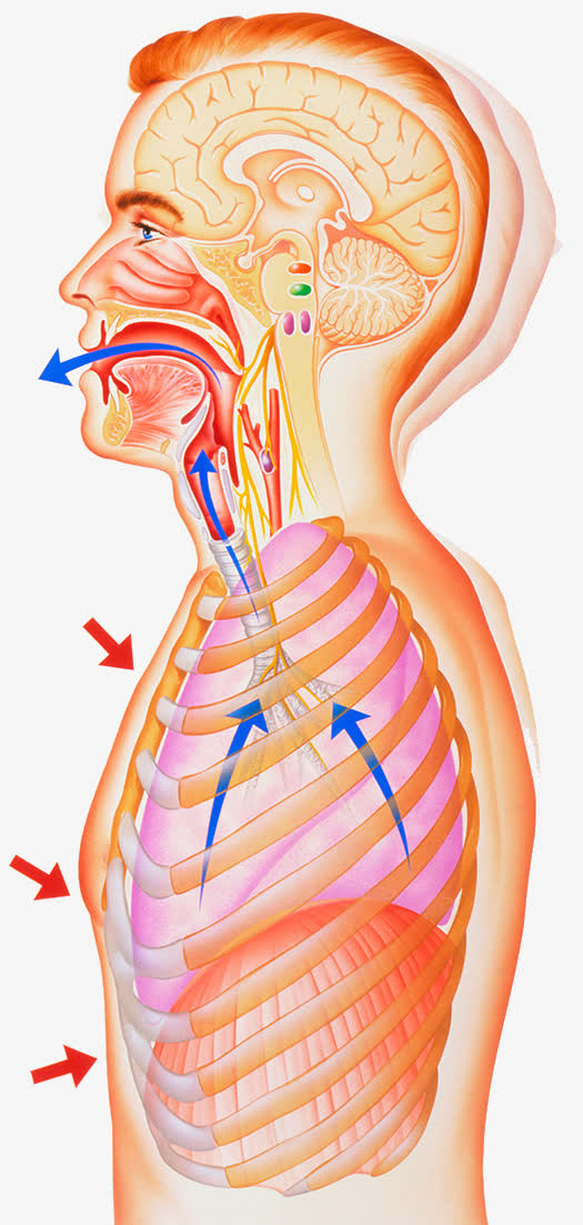呼吸系统医疗插图免抠