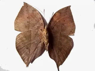 展翅的枯叶蝶免抠