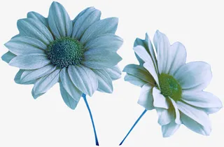 两朵白晶菊免抠