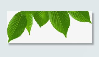 春天清新生态健康绿叶免抠