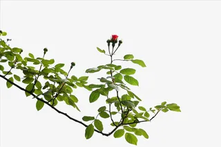 小红花缠绕的树枝免抠