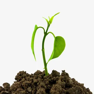 高清小树苗免抠