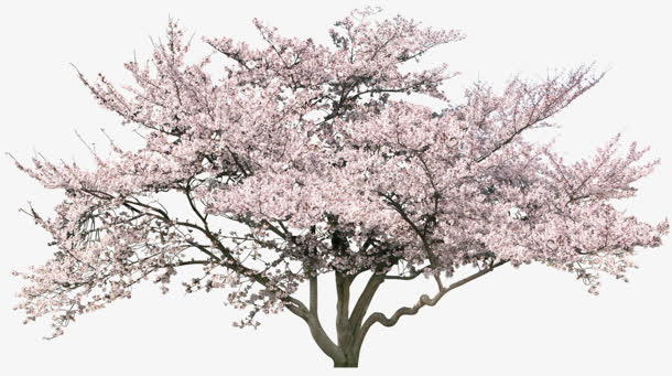 免抠樱花树植物免抠