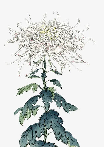 手绘花卉免抠