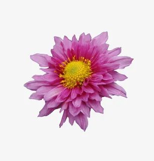 花免抠 花免抠