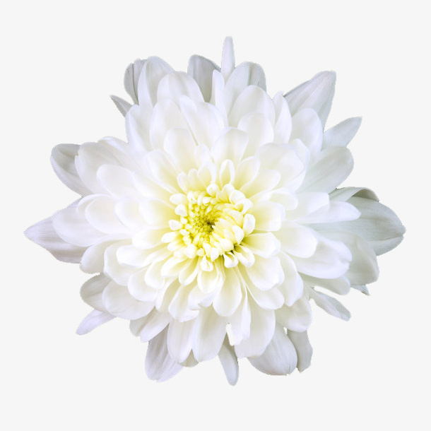 好看清新淡雅的白菊花免抠