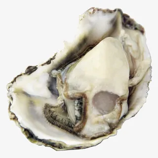 生蚝肉海蛎子肉免抠