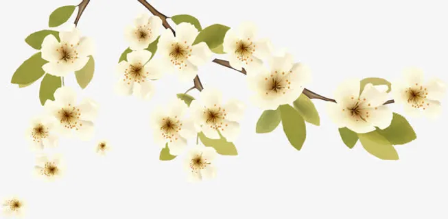 白色唯美清新小花免抠