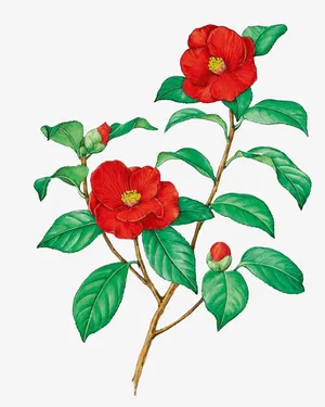 山茶花树枝素材免抠