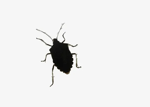 臭屁虫昆虫黑色虫子椿象臭屁专家免抠