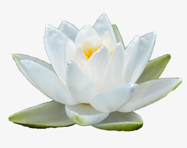 侧面绽放白色睡莲免抠