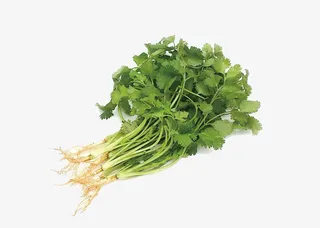 香菜图片素材免抠