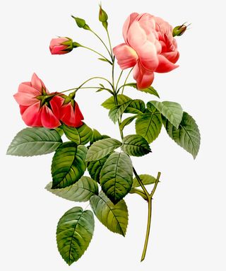 手绘蔷薇情人节小清新免抠