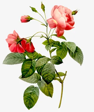 手绘蔷薇情人节小清新免抠