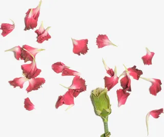 康乃馨花瓣花朵免抠
