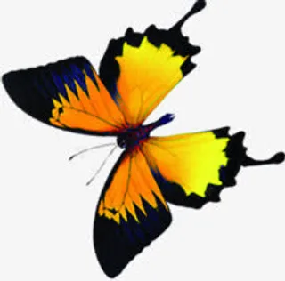 夏日海报活动蝴蝶免抠