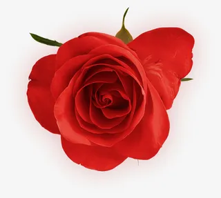 红色的花免抠