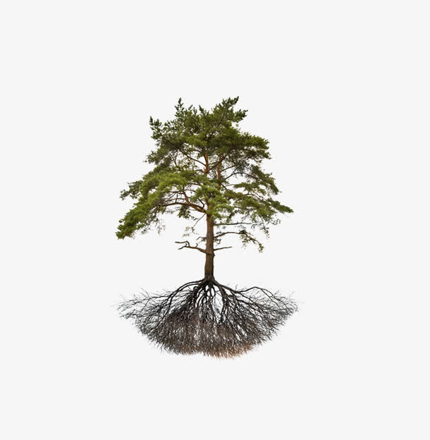 一棵松树免抠