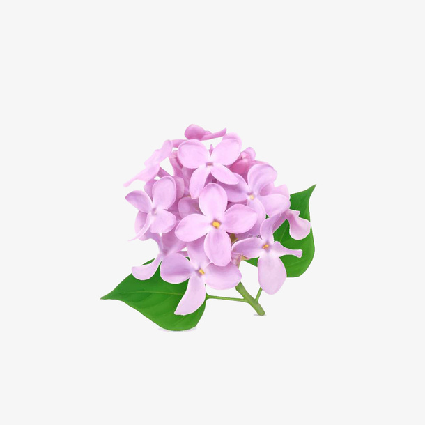 手绘一小团粉丁香插画免抠免抠