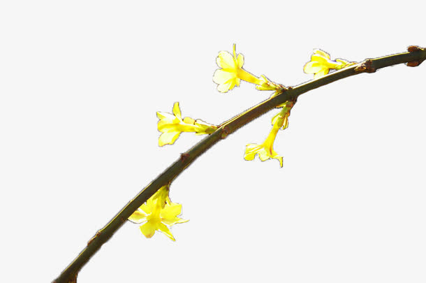 迎春花枝条免抠