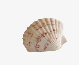 贝壳免抠